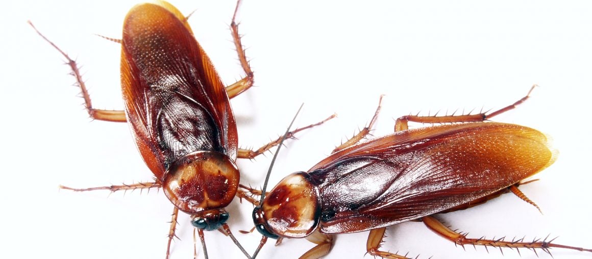 Zwalczanie karaluchów